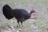 Australian Brush-turkey - Boskalkoen - Alectura lathami