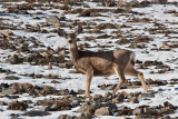 3327 Deer at porcupine.jpg