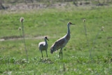 3390 Sandhill crane.jpg