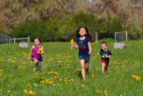 3508 kids in pasture with flowers crop.jpg