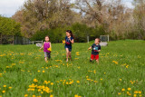3512 kids in pasture with flowers.jpg