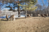 0215 Deer up close.jpg