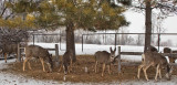 0248 Deer and snow