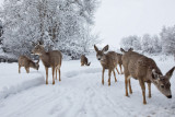 Snow Deer Gallery