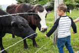 0903_Kids_and_cows.jpg