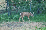 4458_deer_fawn.jpg