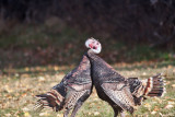 5091 Turkeys fighting