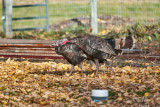 Turkeys of Northern Utah Gallery