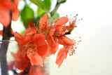 Flowering quince