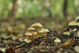 Mushroom family portrait