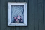 Roses in the window