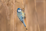 Blue Tit - Cinciarella (Parus caeruleus = Cyanistes caeruleus)