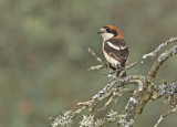 Roodkopklauwier 1