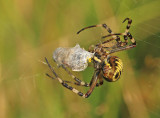 Wespspin 2