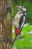 Grote Bonte Specht 2