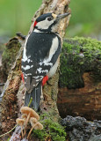 Grote Bonte Specht 3