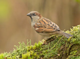 Huismus 8