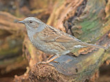 Heggenmus 4