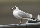Kokmeeuw-X-P