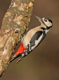 Grote Bonte Specht 6