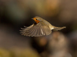 Roodborst 8