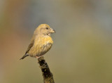 Grote Kruisbek 3