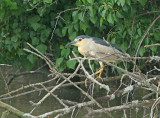 Kwak 2