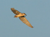 Kwak 3