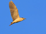 Kwak 4