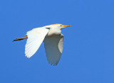 Koereiger 8