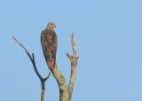 Zwarte Wouw 1