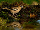 Appelvink 21