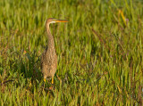 Purperreiger 13