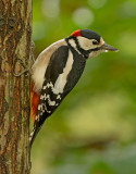 Grote Bonte Specht 7