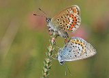 Heide Blauwtje 1