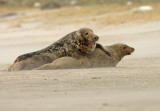 Grijze Zeehond 1