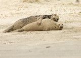 Grijze Zeehond 4