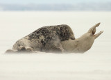 Grijze Zeehond 7