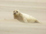 Grijze Zeehond 8