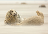 Grijze Zeehond 10