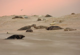 Grijze Zeehond 13