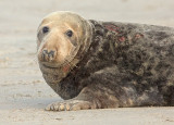 Grijze Zeehond 19