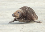 Grijze Zeehond 21