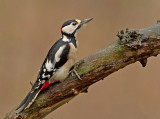 Grote Bonte Specht 9