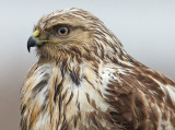 Ruigpootbuizerd 3