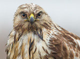 Ruigpootbuizerd 4