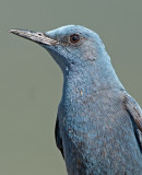 Blauwe Rotslijster 1