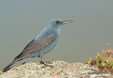 Blauwe Rotslijster 3