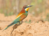 Bijeneter 4
