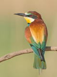 Bijeneter 5